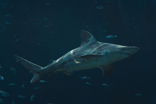 Haai: Feiten en Fabels over deze Fascinerende Zeedieren